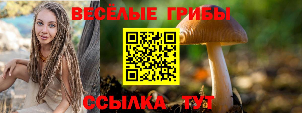 Галлюциногенные грибы Psilocybe Новозыбков